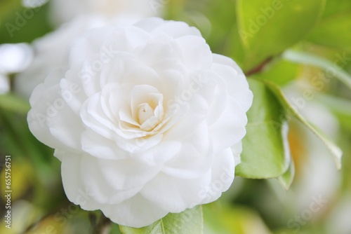 白色の椿の花