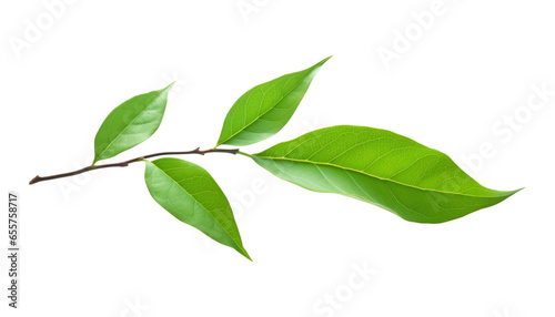 green leaves isolated on transparent background cutout