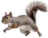 jumping grey brown squirrel isolated on a white background as transparent PNG