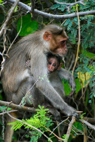A mother monkey and her adorable baby sharing a special bond in the wild.