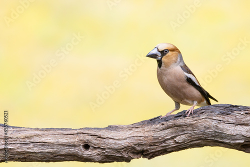 Close up of a female in splendor colorful plumage Hawfinch, Coccothraustes coccothraustes, standing on a mossy branch against light blurred background