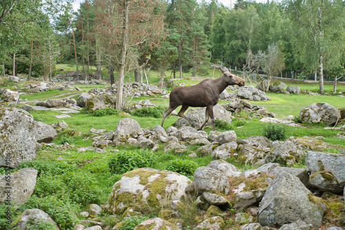 Moose in Scandinavia in the forest between trees and stones. King of the forests © Martin