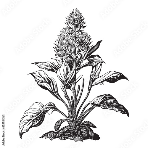 Ginger plant sketch hand drawn sketch illustration