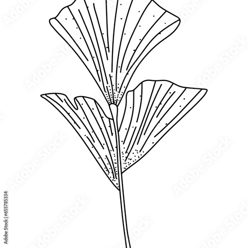 Alocasia leaf in a linear style. Botanical illustration isolated on white background. Element of linear design. Hand drawn sketch.