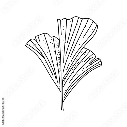 Alocasia leaf in a linear style. Botanical illustration isolated on white background. Element of linear design. Hand drawn sketch.