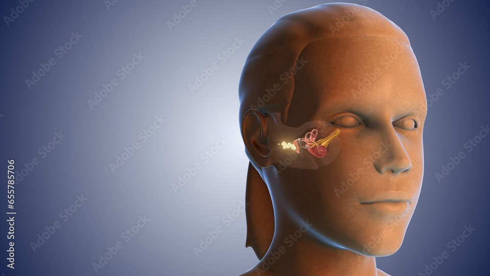 Ear wax infection medical concept Stock Illustration | Adobe Stock