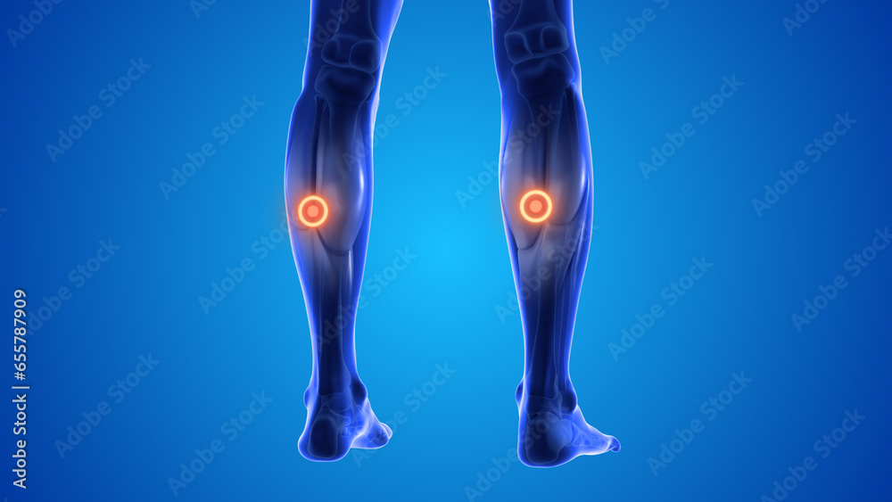 Concave curve on leg acupressure point for relieve leg pain Concave curve on leg acupressure point for relieve leg pain
