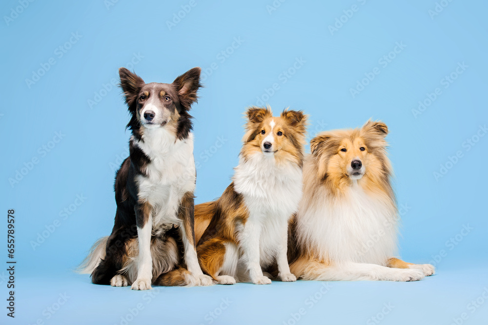 Border Collie dog, Rough Collie dog and Shetland Sheepdog dog in the photo studio on the blue background