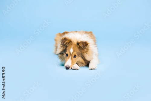 Shetland Sheepdog dog in the photo studio on the blue background © OlgaOvcharenko