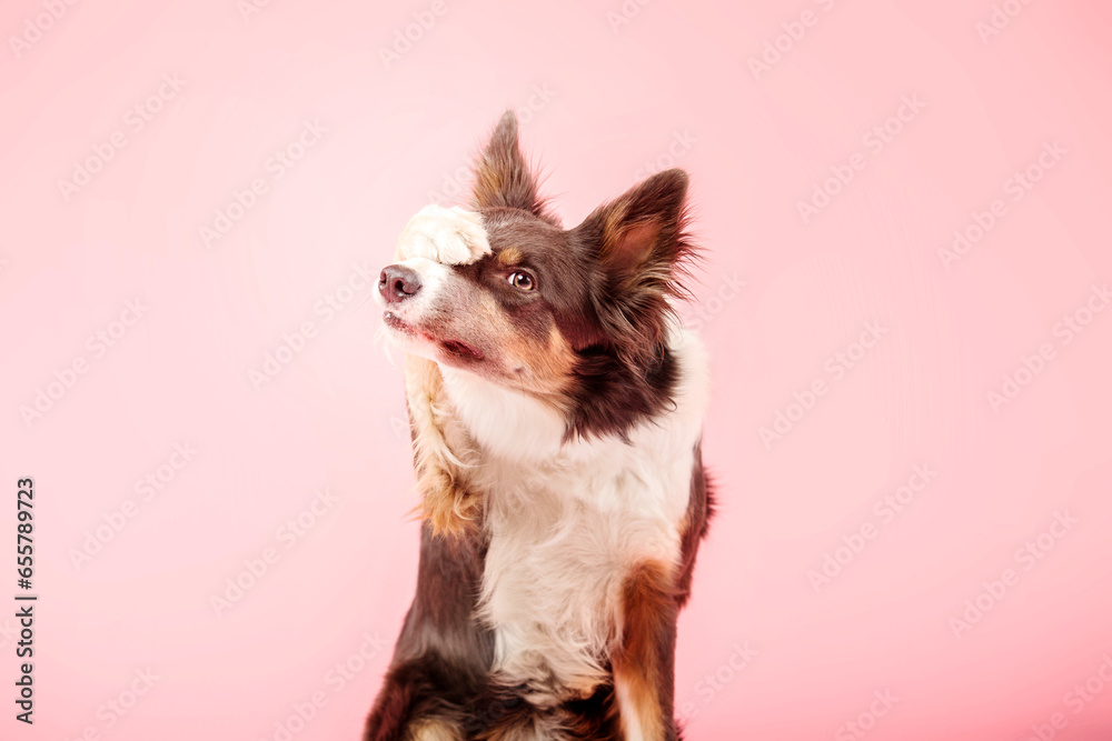 Border Collie dog in the photo studio on pink background