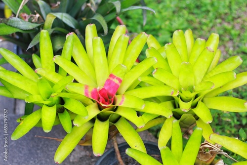 Bromeliads tree green leaves beautiful Neoregelia natural (Scientific name Guzmania ligulata) photo