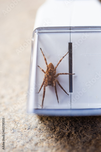 Nosferatu Spider Zoropsis spinimana photo