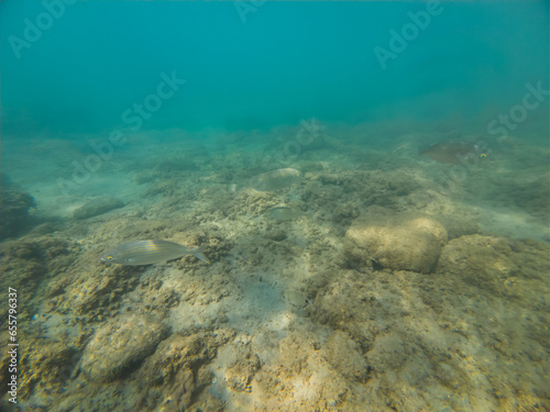 Underwater landscape on the shallows in Greece  sarpa fish.