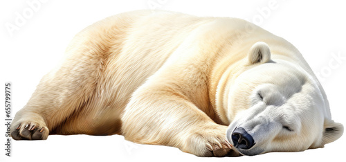 sleeping polar bear isolated on a white background as transparent PNG