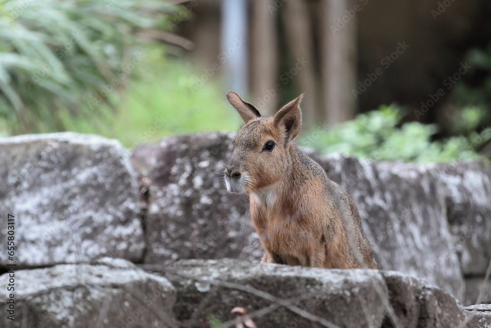 Fototapeta premium マーラ