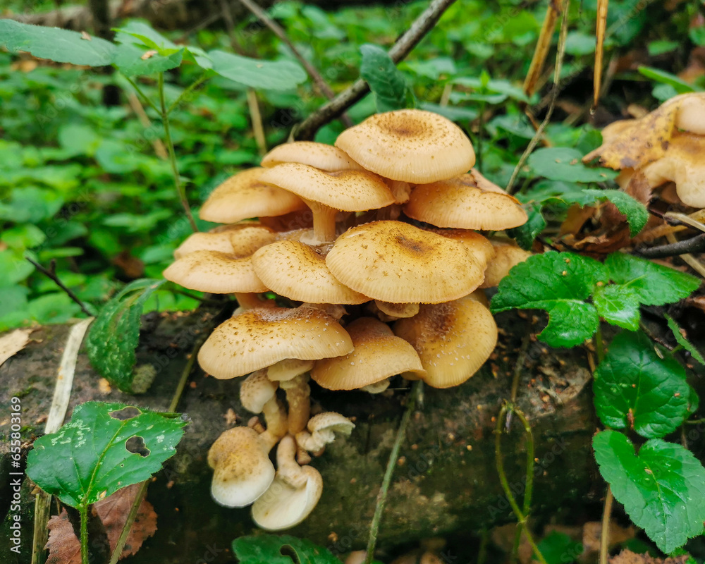Beautiful autumn honey mushrooms on a log in the forest. Mushroom family on a log among the grass in the forest. Beautiful autumn honey mushrooms on a log in the forest. Mushroom family on a log among the grass in the forest.