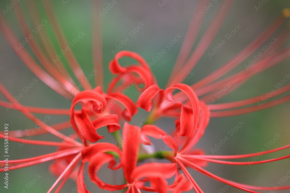 Fototapeta premium 花