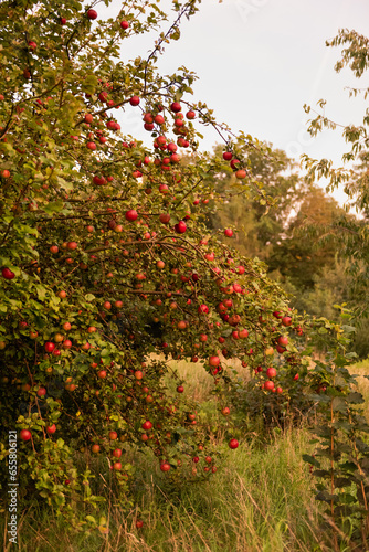 Dojrzewające jesienią jabłka na  jabłoni