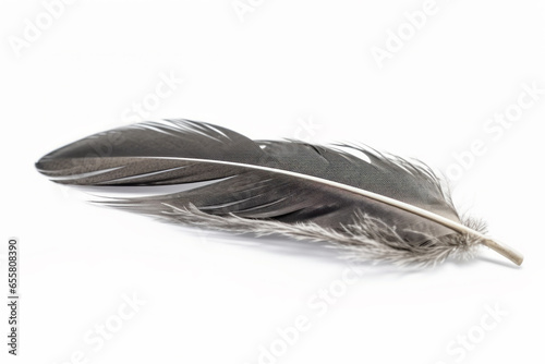 Pluma gris de ave en fondo blanco. photo