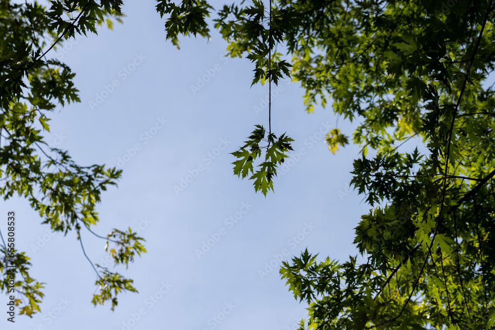 Fototapeta premium Tall maple tree in summer