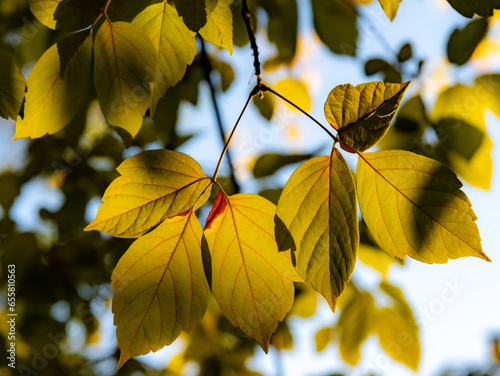 Quadro su tela Captivating Autumn Foliage: Bathed in the warm, golden hues of honey-colored sun