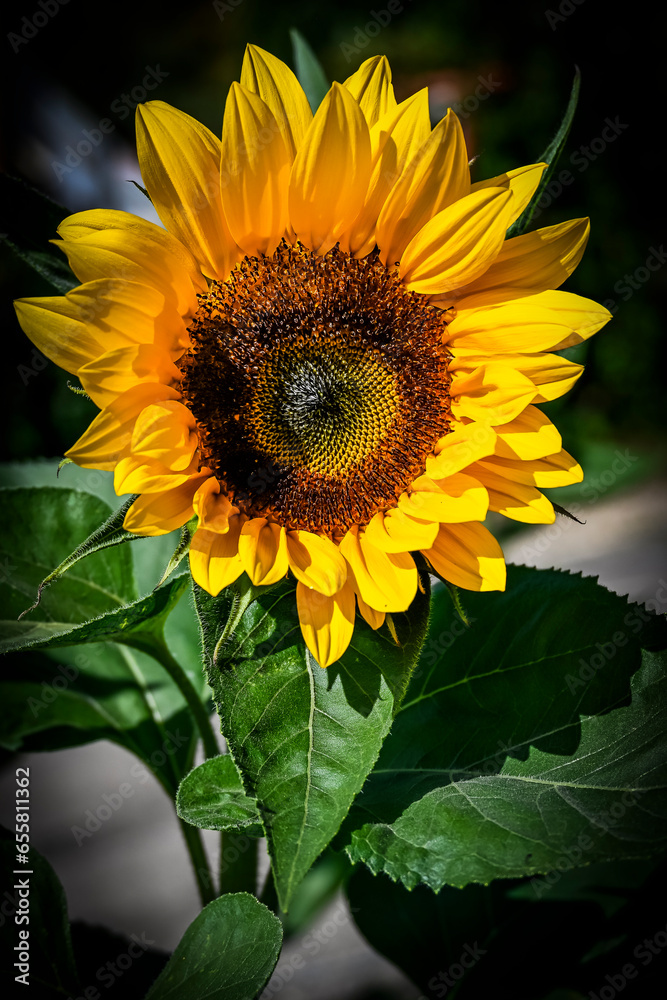 Naklejka premium Basel, Sonnenblume, Blume, Herbstblume, Sonnenblumenkerne, Stadt, Blumengarten, Sonnenblume, Gartenarbeit, Honigbiene, Biene, Sommer, Herbst, Basel-Stadt, Schweiz