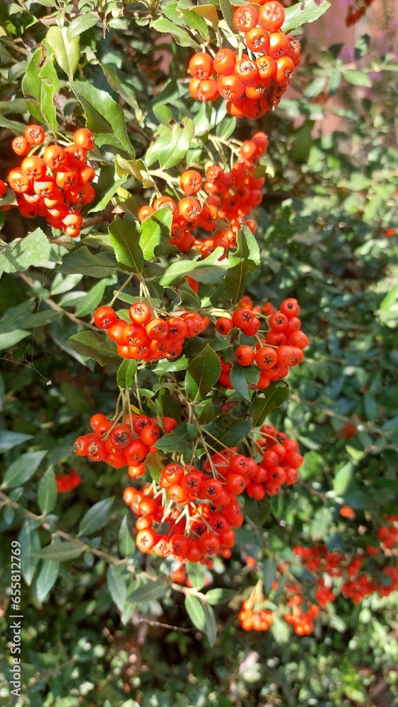 Big red berries on a green bush. Autumn fruits. Rosehip for tea