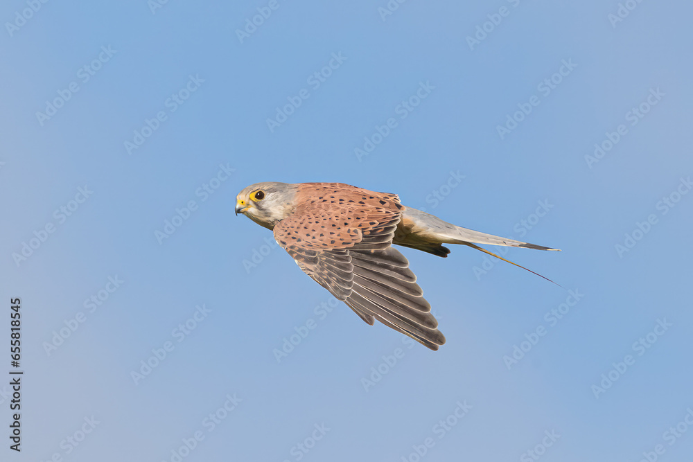 Kestrel in flight Kestrel in flight
