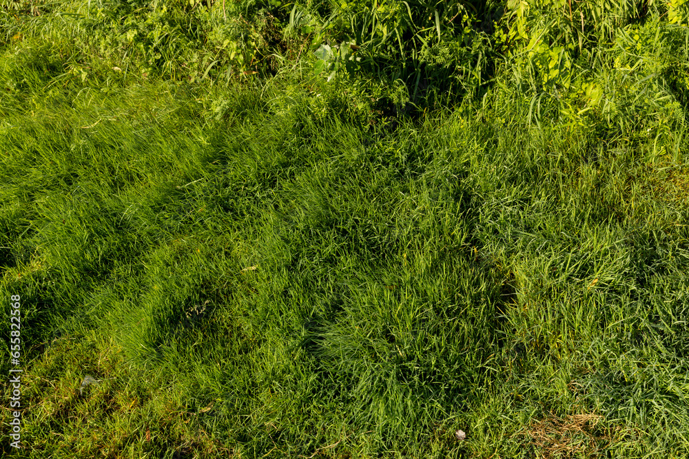 grass covered with dew drops in the morning dawn