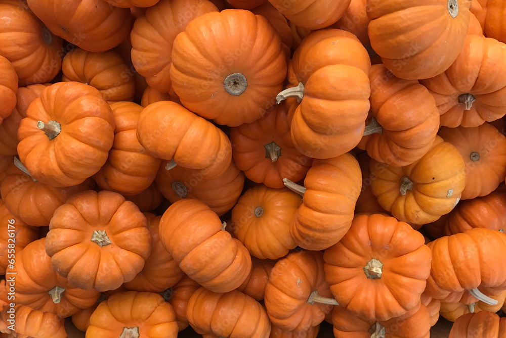 Aerial view, looking down at colorful small pumpkins and gourds for Autumn and Halloween Aerial view, looking down at colorful small pumpkins and gourds for Autumn and Halloween