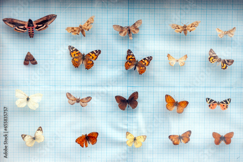 An entomological collection is a collection of insects selected for certain characteristics, dried and pinned with an entomological pin, stored in special boxes