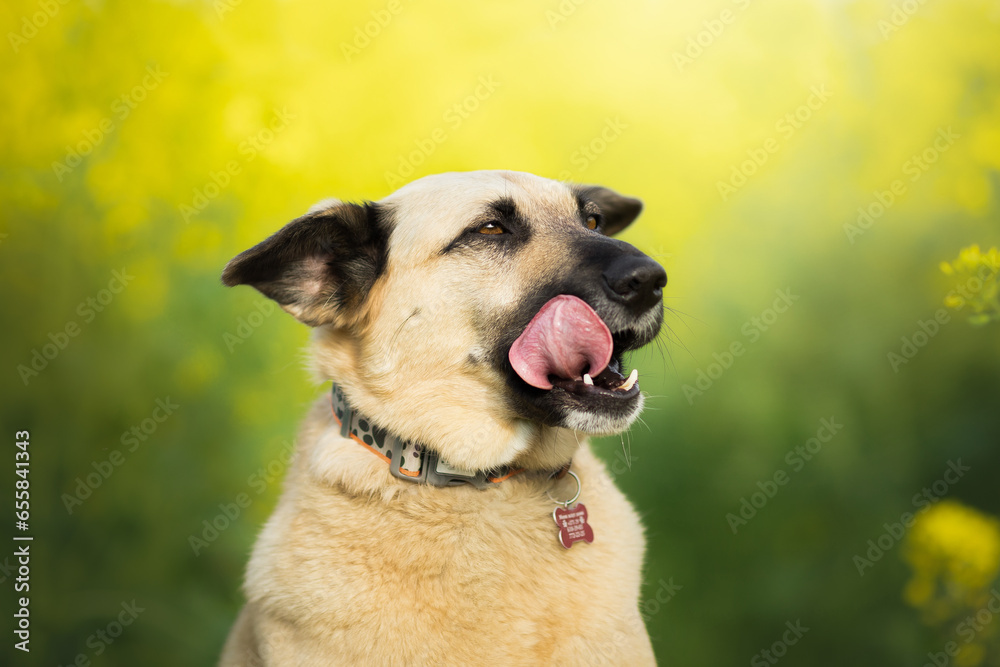 dog portrait in rape blossom field