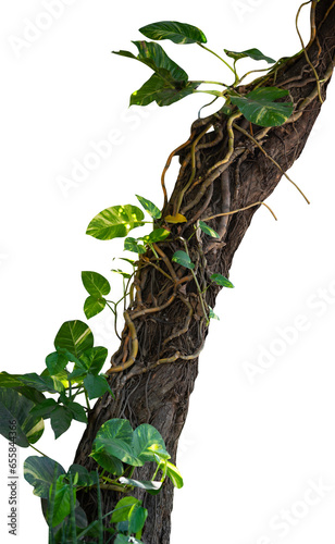 Fototapeta Naklejka Na Ścianę i Meble -  tree branch with roots and creeper plant