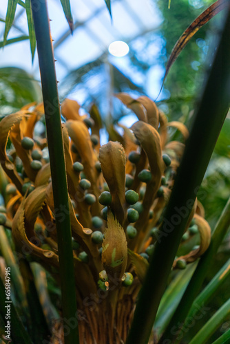 cycas rumphii green plant at botanical garden photo