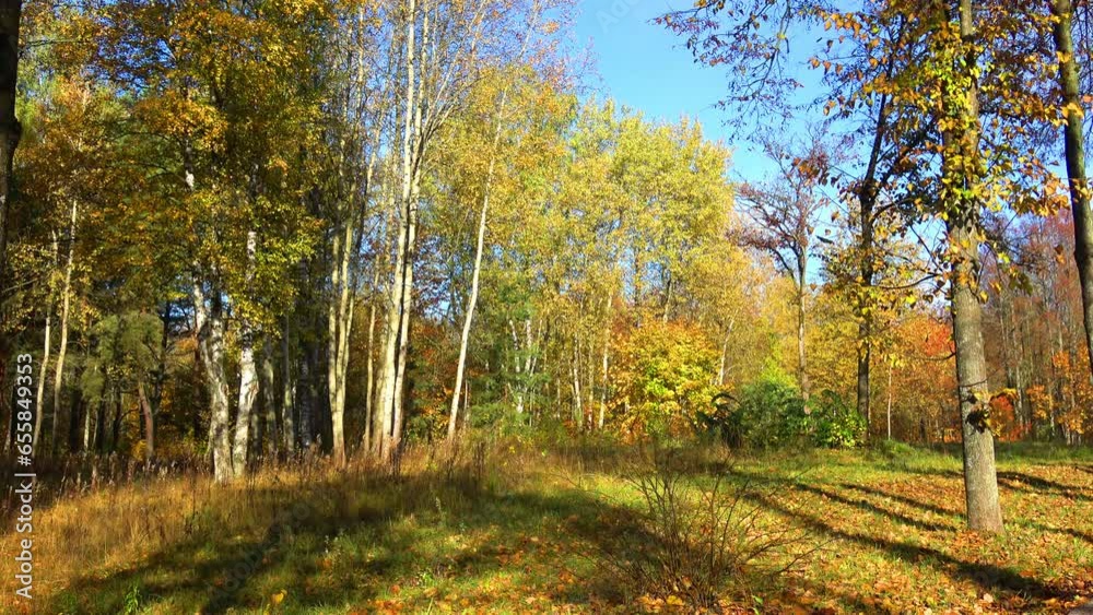 Beautiful landscape in the autumn park