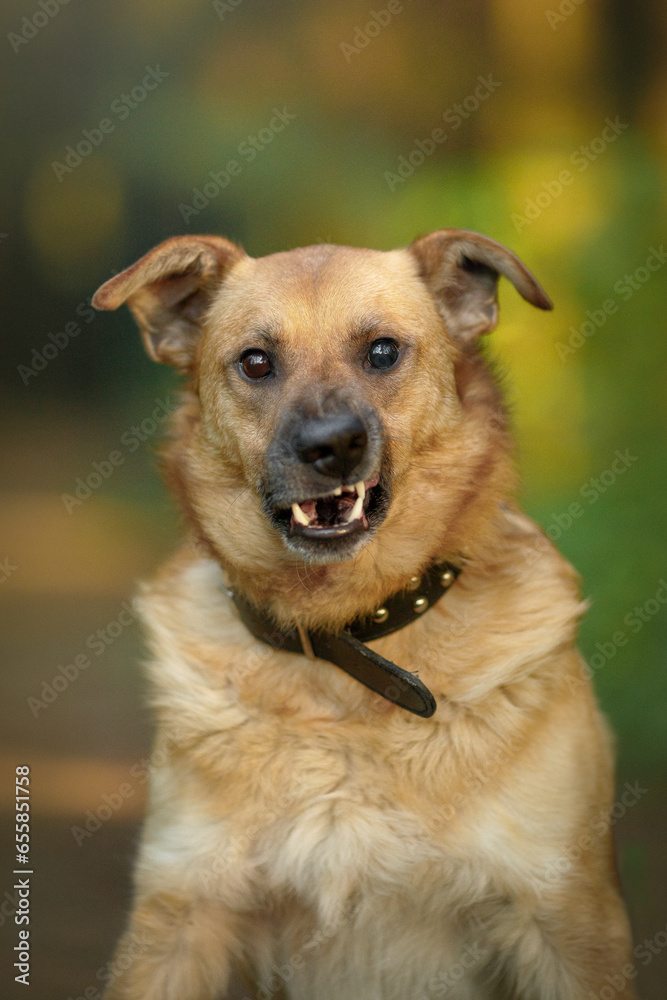 old blind dog portrain in summer green forest at sunset time old blind dog portrain in summer green forest at sunset time