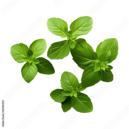 Fresh Oregano Herb Isolated
