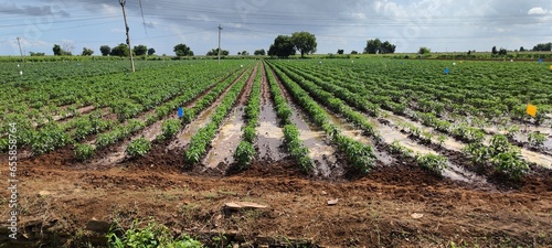 Agriculture green forming 