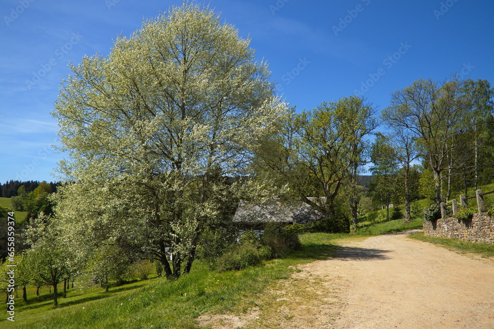Blooming tree in Neratov,Hradec Kralove Region,Czech Republic,Europe
Blooming tree in Neratov,Hradec Kralove Region,Czech Republic,Europe