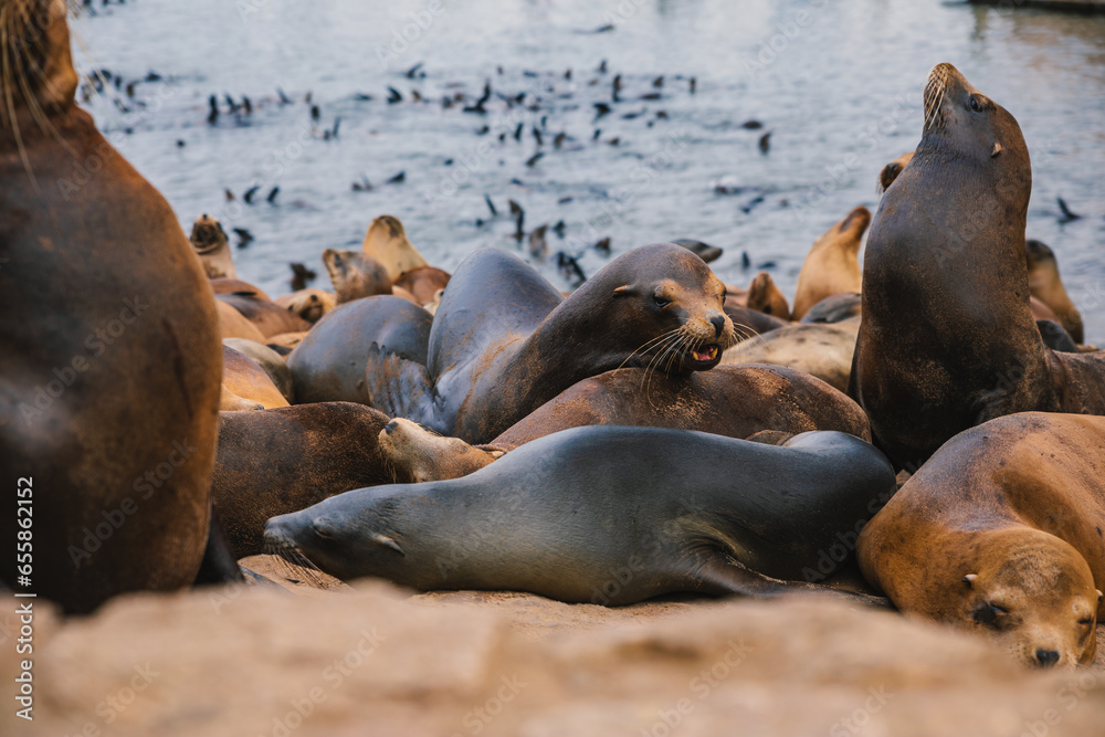 Fototapeta premium Seals and sea lions bask along the shores of Monterey in California.