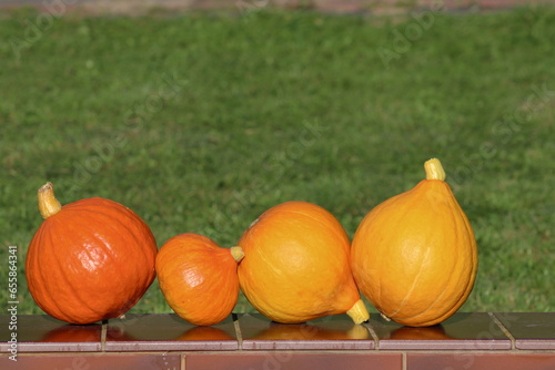 Cucurbitaceous vegetables grown in a home garden

 photo