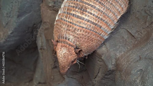 Dasypodidae is a family of mostly extinct genera of armadillos. One genus, Dasypus, is extant, Zoo animal. photo