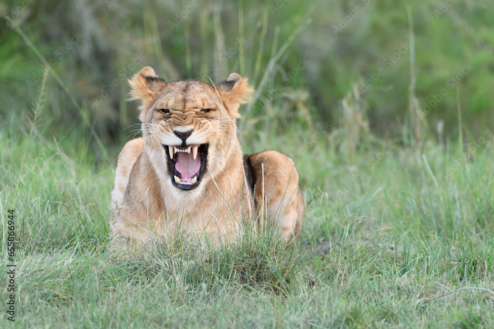 lioness roaring lioness roaring