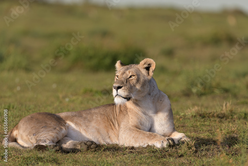 lioness under the first rays of sunlight
