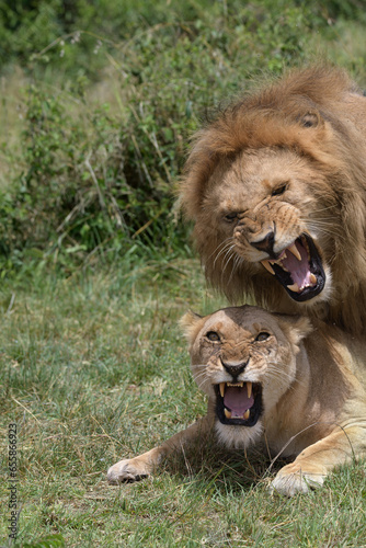 Wallpaper Mural lion's cupola Torontodigital.ca