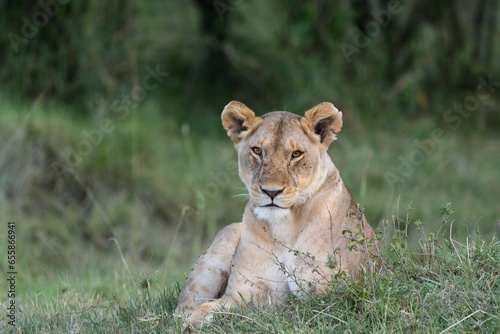 lioness resting