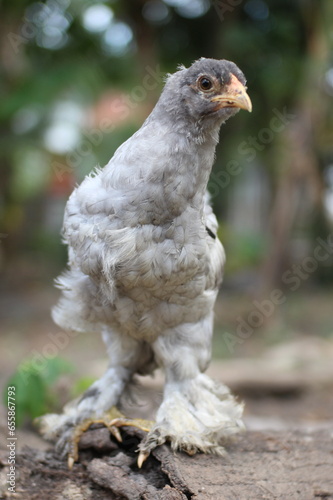 Brahma chicken with blue color looking for food