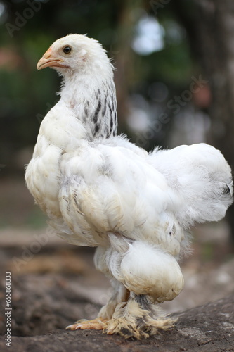Brahma chicken with Columbian White color looking for food