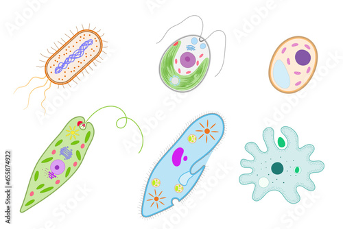 Unicellular organisms. Bacterium, Chlamydomonas, Yeast, Euglena, Paramecium,  Amoeba.