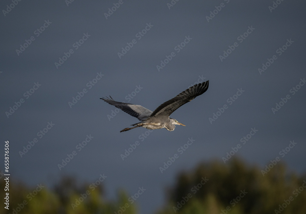 gray crane in natural conditions hunts fish on the river gray crane in natural conditions hunts fish on the river